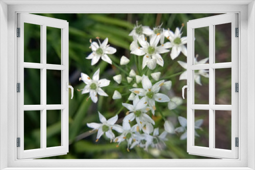 Fototapeta Naklejka Na Ścianę Okno 3D - little flowers begin to bloom