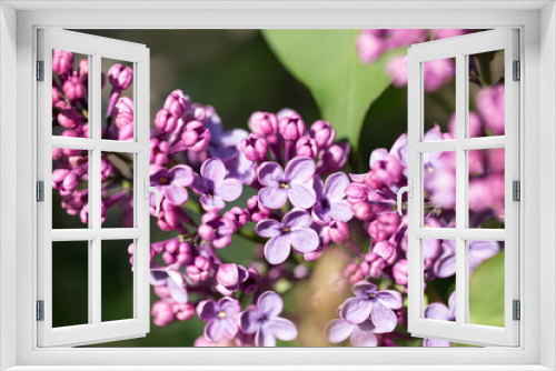 Fototapeta Naklejka Na Ścianę Okno 3D - beautiful lilac flowers in nature