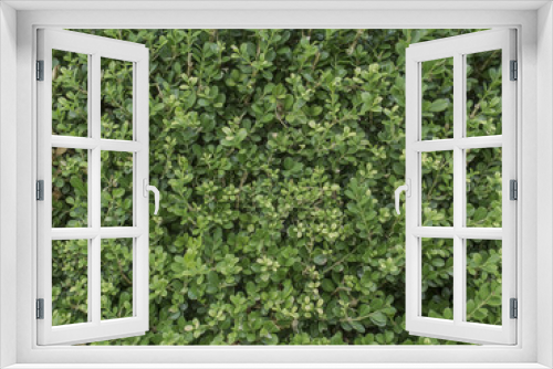 Fototapeta Naklejka Na Ścianę Okno 3D - Textura de arbusto. Detalle de hojas.