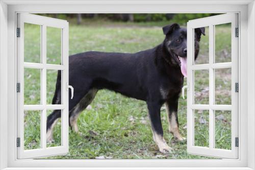 Fototapeta Naklejka Na Ścianę Okno 3D - black dog full body portrait on green grass background
