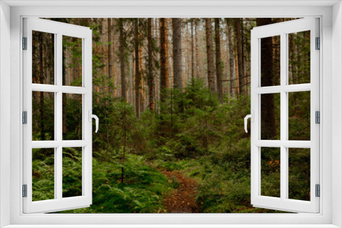 Fototapeta Naklejka Na Ścianę Okno 3D - Landscape of beautiful pine forest in summer or autumn