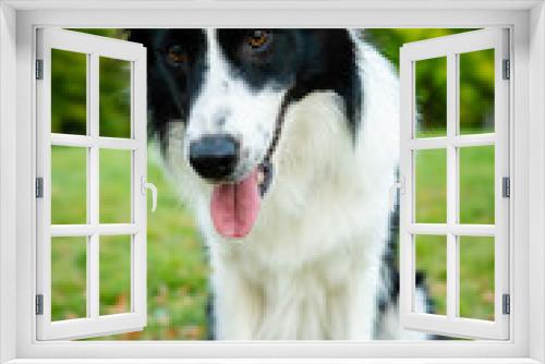 Fototapeta Naklejka Na Ścianę Okno 3D - Portrait of young border collie, poster design