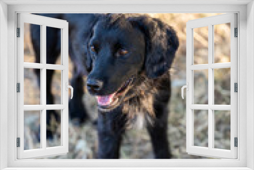 Fototapeta Naklejka Na Ścianę Okno 3D - A cute black puppy standing in a sunny field of dry grass looking at something that caught its attention