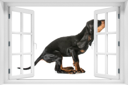 Fototapeta Naklejka Na Ścianę Okno 3D - jumping puppy