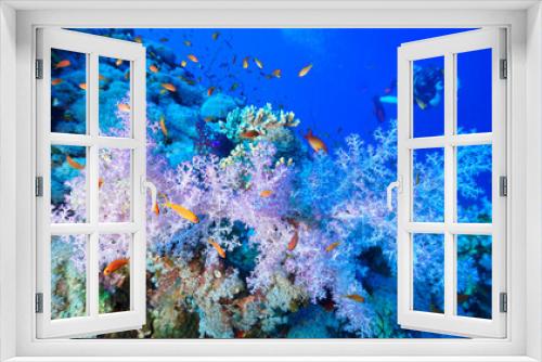 Fototapeta Naklejka Na Ścianę Okno 3D - Underwater photo of colorful soft corals and a scuba diver