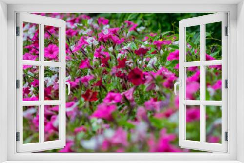 Fototapeta Naklejka Na Ścianę Okno 3D - 春に咲くペチュニアの花々