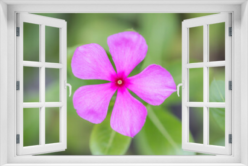 Fototapeta Naklejka Na Ścianę Okno 3D - Rosy Periwinkle Catharanthus Roseus bright pink blooming beautiful flower with blur natural green background top view macro