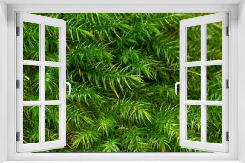 Fototapeta Naklejka Na Ścianę Okno 3D - Mossy moss