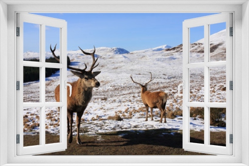 Fototapeta Naklejka Na Ścianę Okno 3D - Red Deer Stags