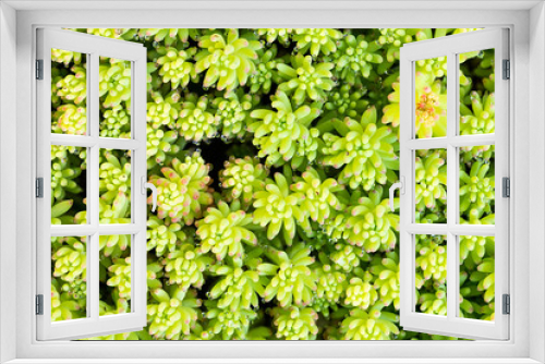 Fototapeta Naklejka Na Ścianę Okno 3D - A variety of Stonecrop or Crassula, a nice succulent plant