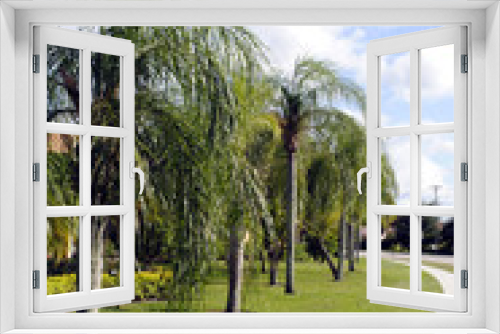 Fototapeta Naklejka Na Ścianę Okno 3D - Palm trees in Weston Fort Lauderdale Florida