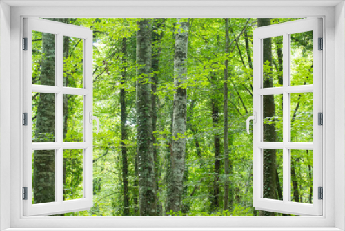 Fototapeta Naklejka Na Ścianę Okno 3D - Lush and solitary forest with large trees