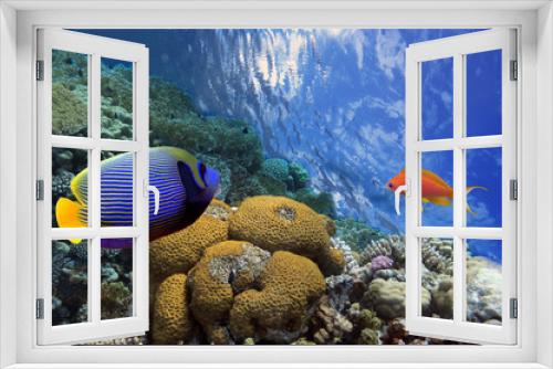 Fototapeta Naklejka Na Ścianę Okno 3D - Underwater shoot of vivid coral reef with a fishes