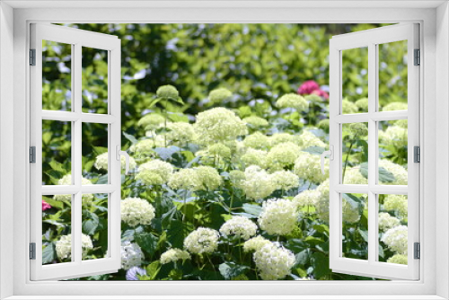 Fototapeta Naklejka Na Ścianę Okno 3D - 生い茂る白いアジサイ