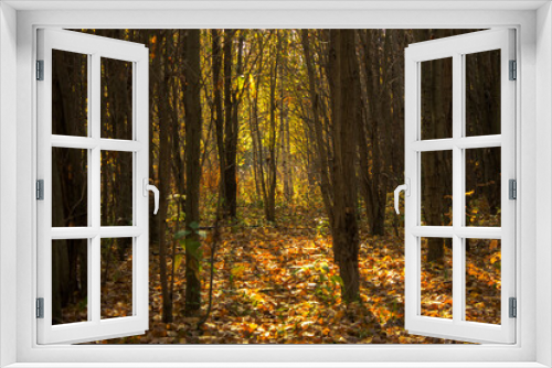 Fototapeta Naklejka Na Ścianę Okno 3D - autumn forest with yellow leaves and sun rays, beautiful photo digital picture