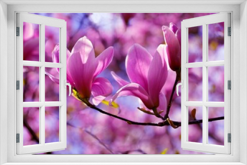 Fototapeta Naklejka Na Ścianę Okno 3D - Magnolia tree blossom pink purple flowers in spring park.