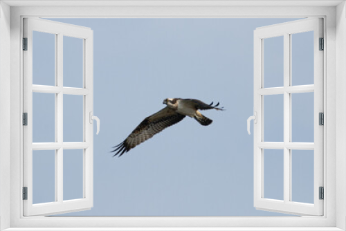 Fototapeta Naklejka Na Ścianę Okno 3D - 空を飛ぶミサゴ