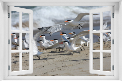 Fototapeta Naklejka Na Ścianę Okno 3D - Royal Terns