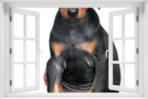 Fototapeta Naklejka Na Ścianę Okno 3D - Young Doberman transparent background