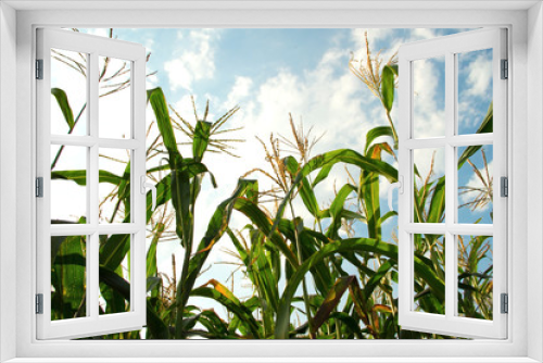 Fototapeta Naklejka Na Ścianę Okno 3D - corn