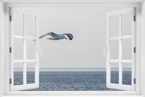 Fototapeta Naklejka Na Ścianę Okno 3D - Flying in the seagull sky