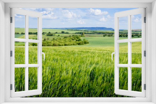Fototapeta Naklejka Na Ścianę Okno 3D - Summer landscape with barley field