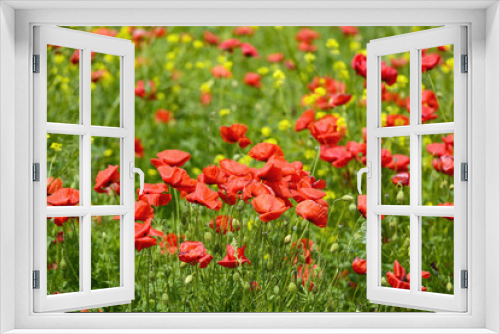 Fototapeta Naklejka Na Ścianę Okno 3D - closeup of red poppies on cereal field in summer