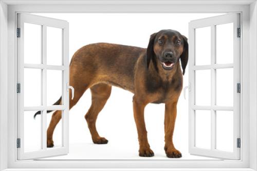 Fototapeta Naklejka Na Ścianę Okno 3D - dog in studio, Bavarian Mountain Scenthound dog