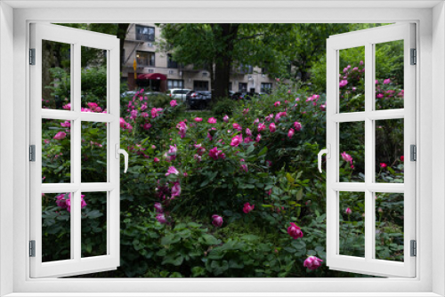 Fototapeta Naklejka Na Ścianę Okno 3D - Beautiful Pink Rose Bushes at Tompkins Square Park in the East Village of New York City during Spring