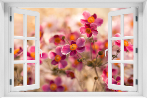 Fototapeta Naklejka Na Ścianę Okno 3D - Różowe kwiaty Zawilców japońskich. Anemony.
