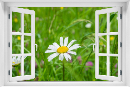 Fototapeta Naklejka Na Ścianę Okno 3D - Margariten auf Blumenwiese