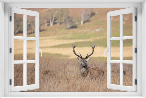 Fototapeta Naklejka Na Ścianę Okno 3D - A red deer stag walking close to Curbar Edge in the Peak District.