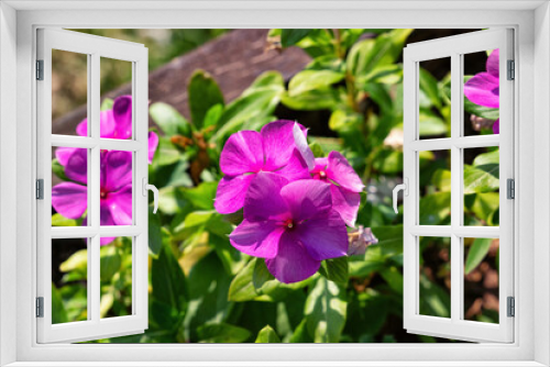 Fototapeta Naklejka Na Ścianę Okno 3D - View of beautiful blooming pink tropical flowers.