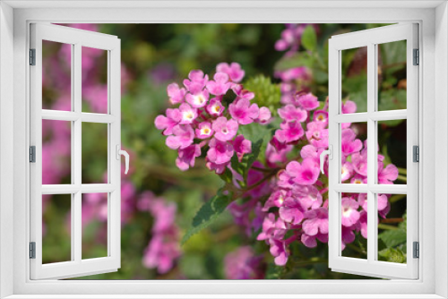 Fototapeta Naklejka Na Ścianę Okno 3D - Purple tiny flowers