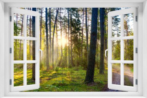 Fototapeta Naklejka Na Ścianę Okno 3D -  Poranek w lesie na Mazurach
