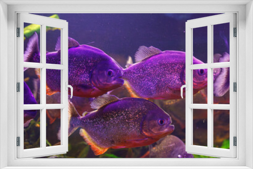 Fototapeta Naklejka Na Ścianę Okno 3D - underwater photography of fish Pygocentrus nattereri