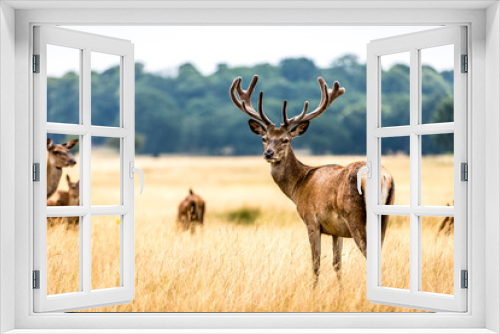 Fototapeta Naklejka Na Ścianę Okno 3D - Deer in Richmond Park