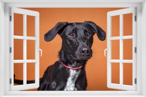 Fototapeta Naklejka Na Ścianę Okno 3D - cute dog on an isolated background