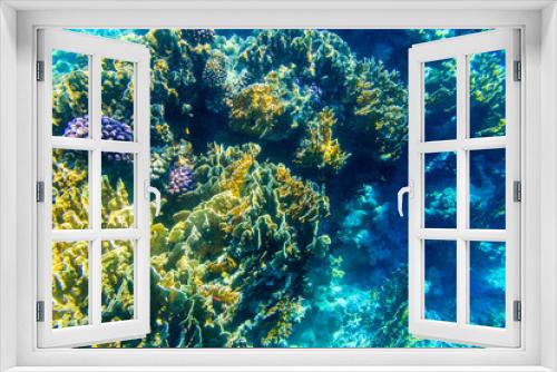 Fototapeta Naklejka Na Ścianę Okno 3D - Coral reef in the Red sea in Ras Mohammed national park. Sinai peninsula in Egypt