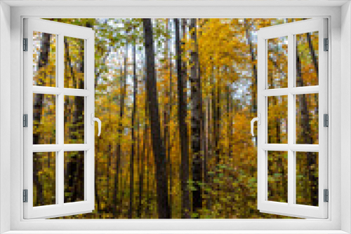 Fototapeta Naklejka Na Ścianę Okno 3D - Autumn landscape, forest in autumn, yellow leaves. Beautiful background or screen saver on the phone and computer