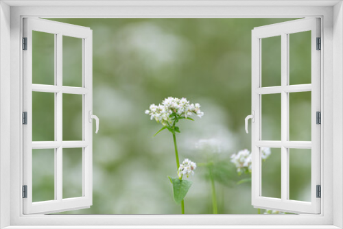 Fototapeta Naklejka Na Ścianę Okno 3D - 美しい蕎麦の花