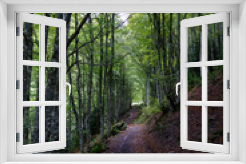 Fototapeta Naklejka Na Ścianę Okno 3D - Forest Pyrenees Selva Oza