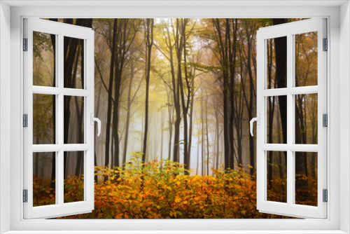 Fototapeta Naklejka Na Ścianę Okno 3D - Foggy mystic forest during fall
