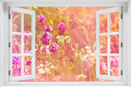 Fototapeta Naklejka Na Ścianę Okno 3D - Beautiful thyme (wild thyme)