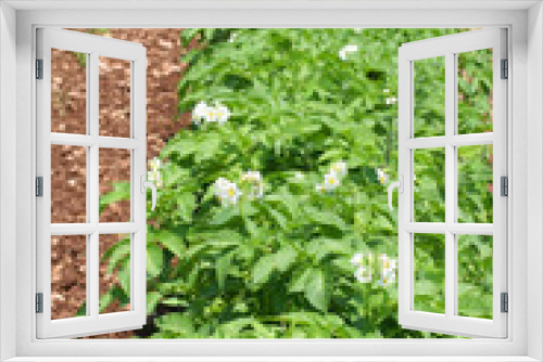 Fototapeta Naklejka Na Ścianę Okno 3D - piante di patate gialle in fiore
