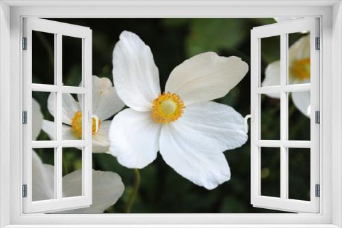 Fototapeta Naklejka Na Ścianę Okno 3D - anemone hupehensis