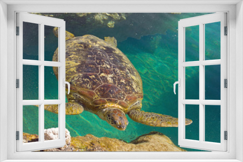 Fototapeta Naklejka Na Ścianę Okno 3D - Schildkröte im Wasser