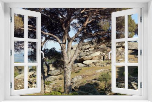 Fototapeta Naklejka Na Ścianę Okno 3D - Pine trees