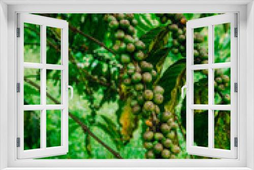 Fototapeta Naklejka Na Ścianę Okno 3D - Close-up of green fruit clusters of robusta coffee trees in Lam Dong, lush green coffee trees, coffee berries scattered on the trees