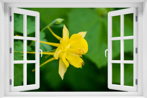 Fototapeta Naklejka Na Ścianę Okno 3D - Texas Spring Wildflowers - yellow